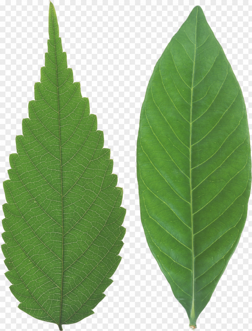 Slippery Elm Swamp Birch Green Leaf Background PNG