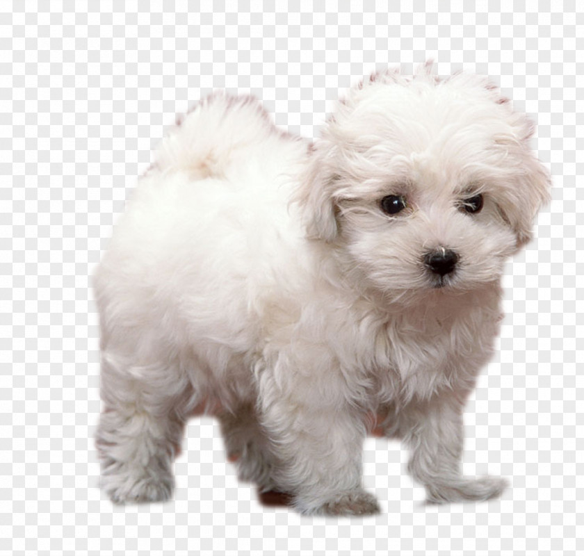White Dog Standing Puppy Animal Terrier Breed PNG