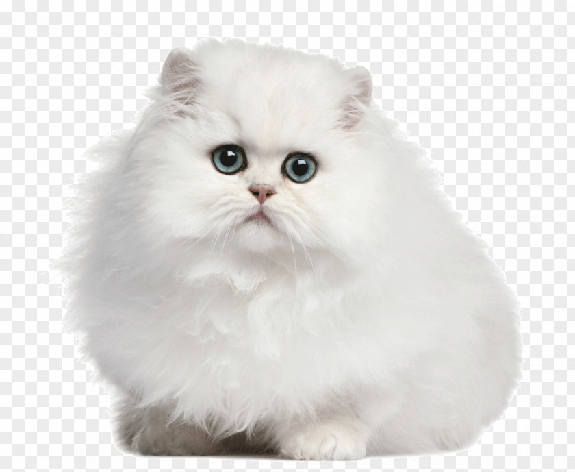 Adorable White Cat Persian Dog Felinae Odd-eyed PNG