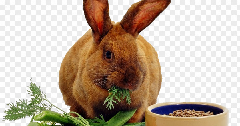 Dog Domestic Rabbit Lionhead Hare Rodent PNG
