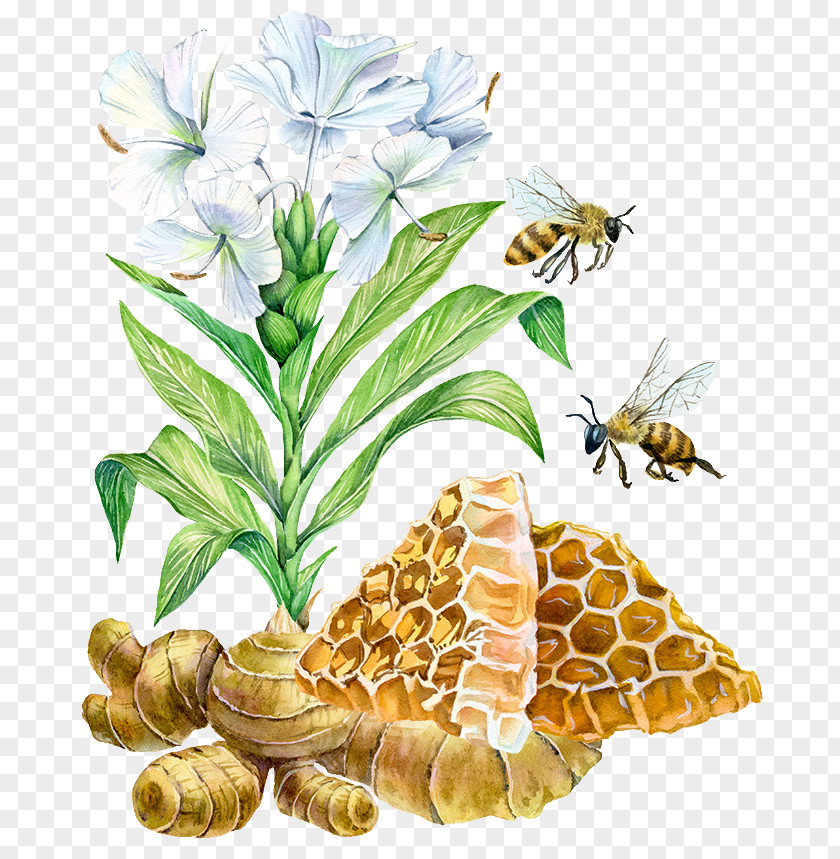 Hand-painted Flowers And Bee Three Drugs Watercolor Painting Art Illustration PNG