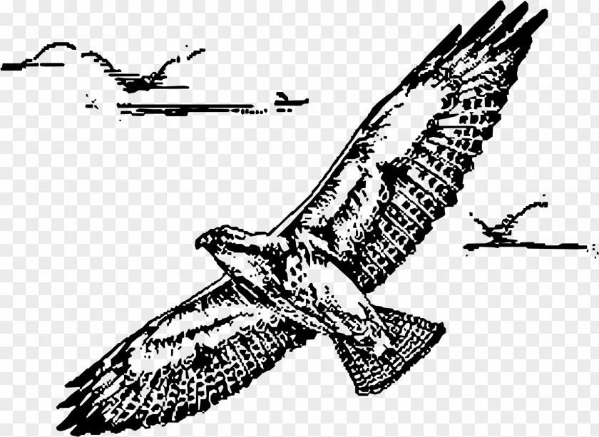 Hawk Bird Swainson's Drawing Clip Art PNG