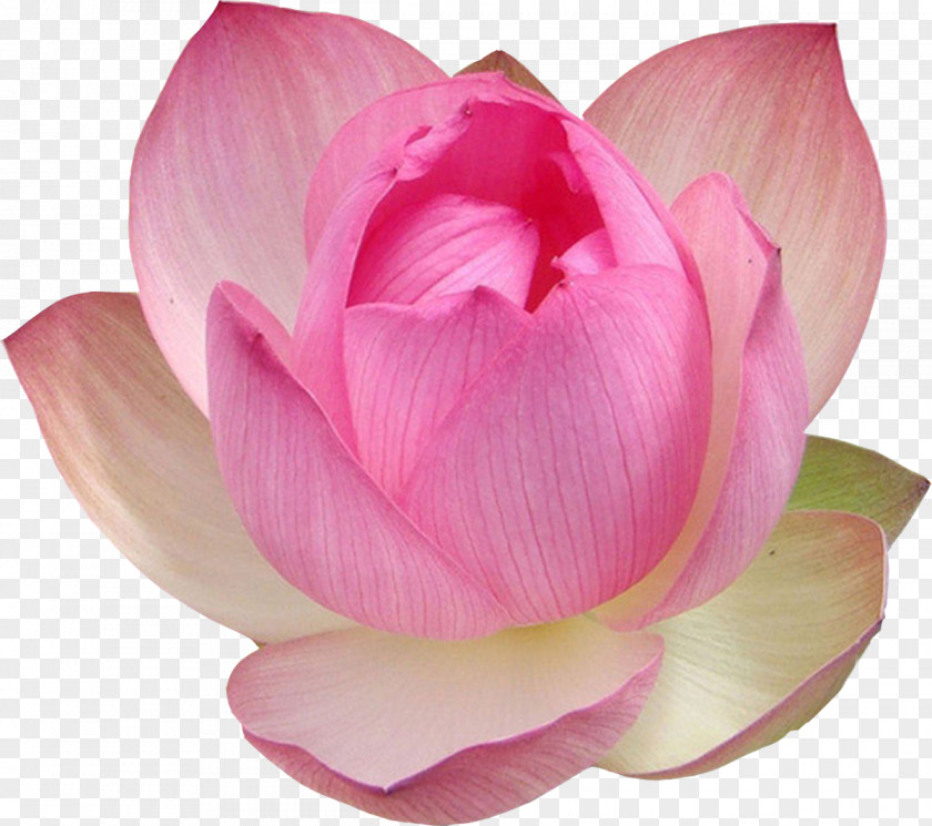 Lotus Nelumbo Nucifera Water Lily Clip Art PNG