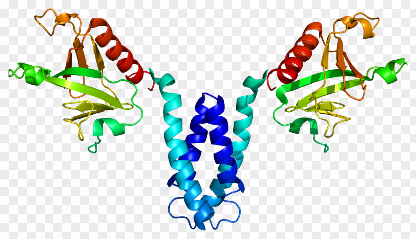 SKAP2 Protein Gene Src Family Kinase Human PNG