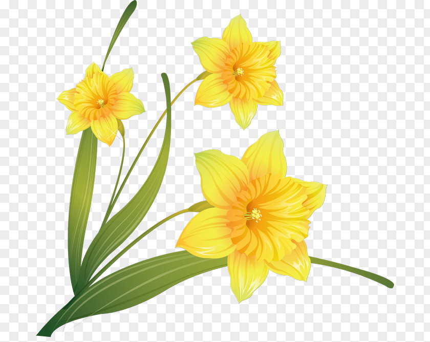 Watercolor Painting Daffodil Clip Art PNG