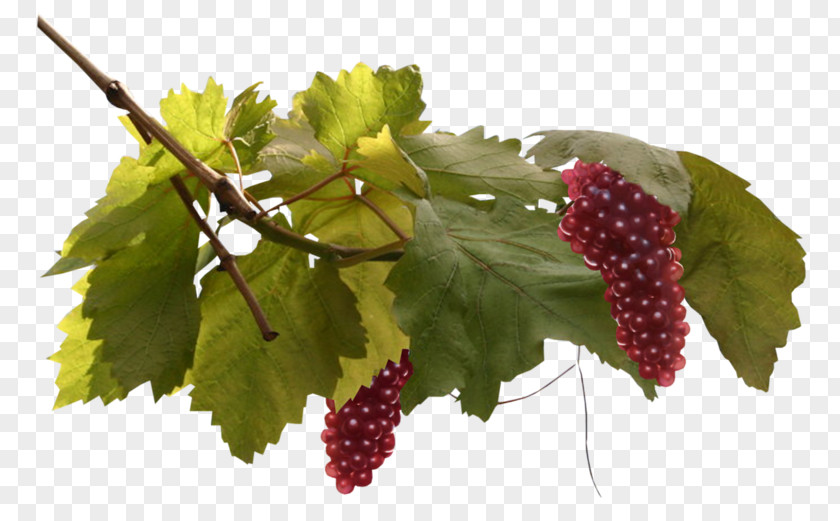 Berry Plane Common Grape Vine Leaves Seedless Fruit PNG