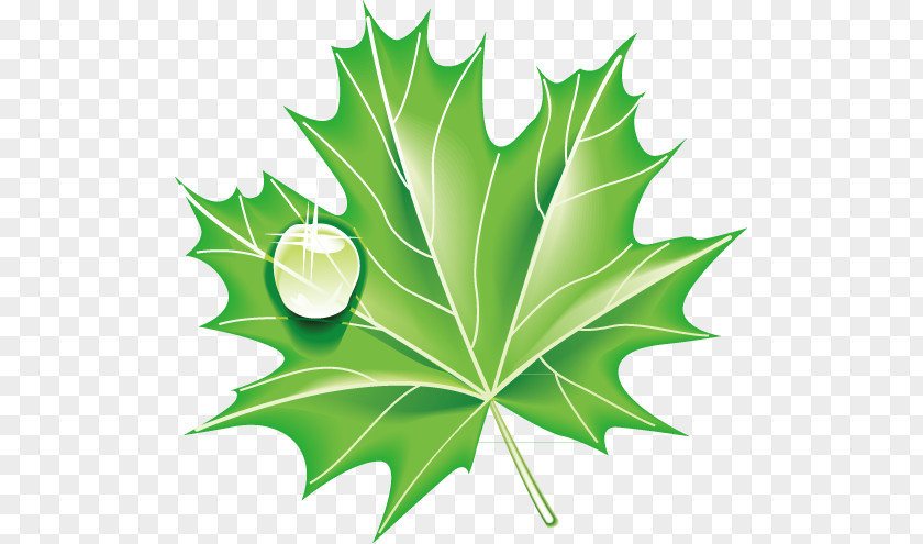 Green Leaves Ecology Icon PNG