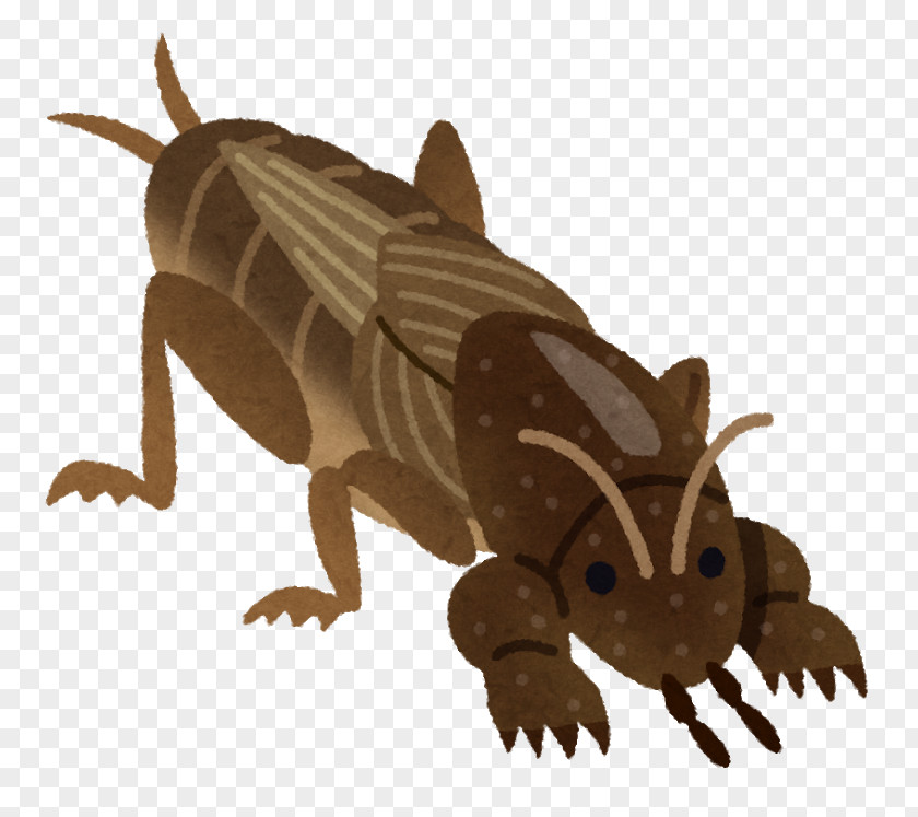 Insect Mole Cricket Earthworm 手のひらを太陽に PNG