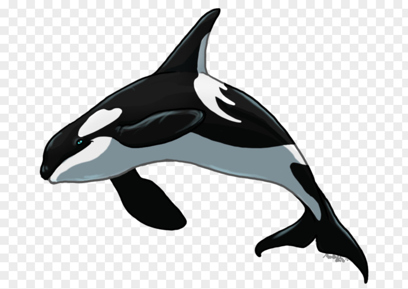 Killer Whale Short-beaked Common Dolphin Rough-toothed Tucuxi White-beaked PNG