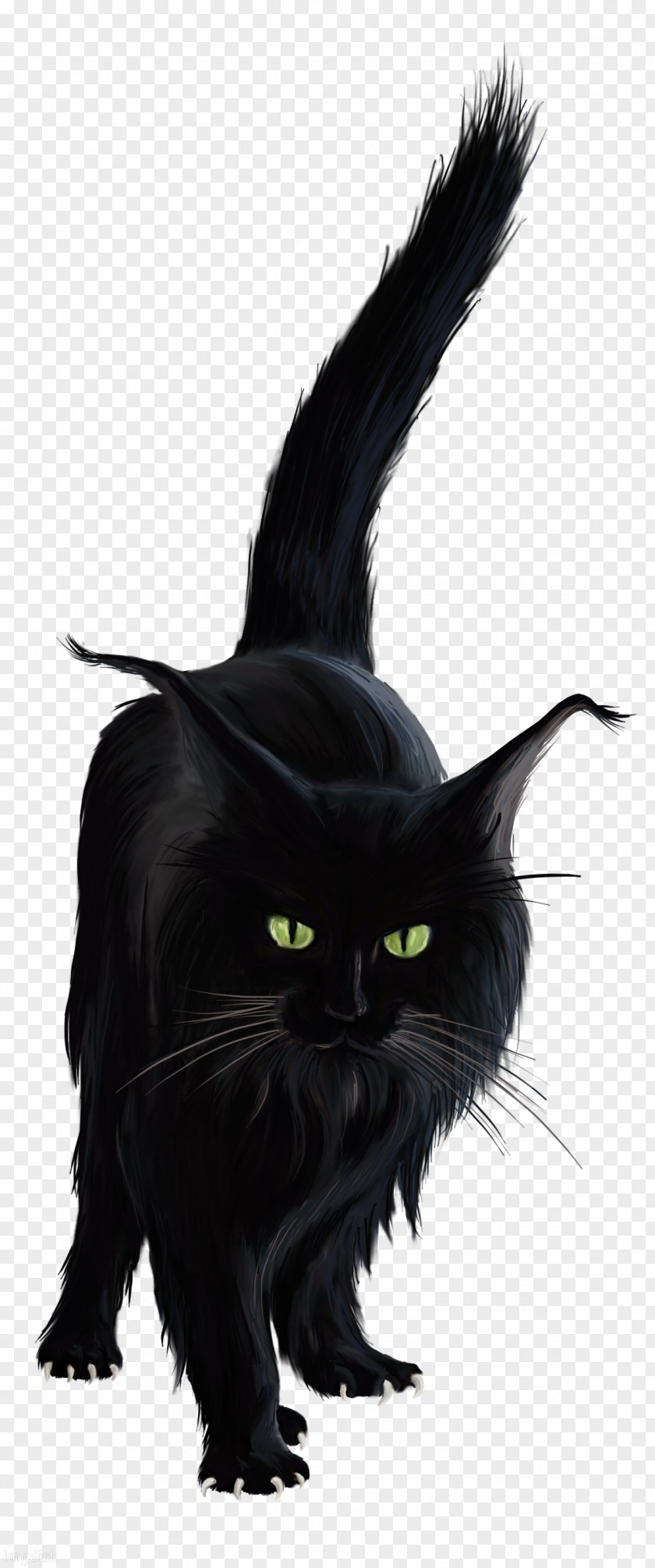 Kitten Bombay Cat Black Norwegian Forest Clip Art PNG