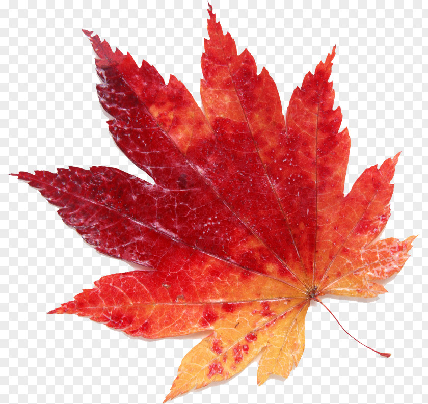 Leaf Maple Red PNG