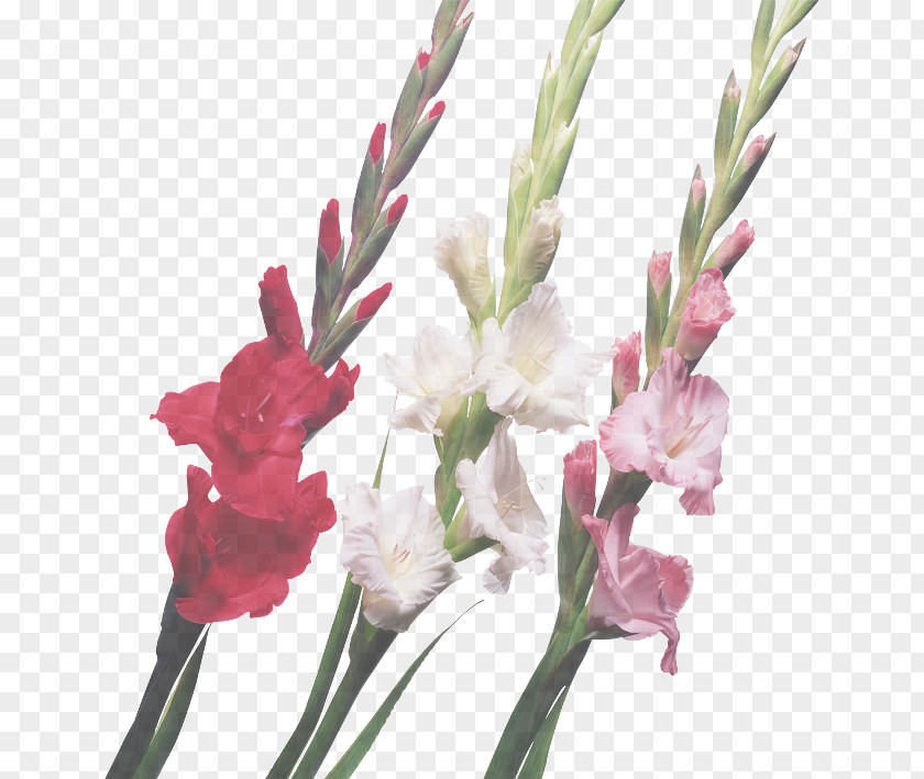 Plant Stem Petal Flower Flowering Gladiolus Cut Flowers PNG