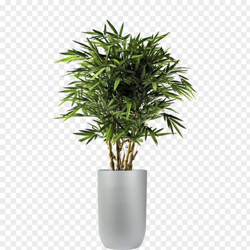 Plants Polyscias Fruticosa Tree Artificial & Dried Flora Dracaena Fragrans PNG
