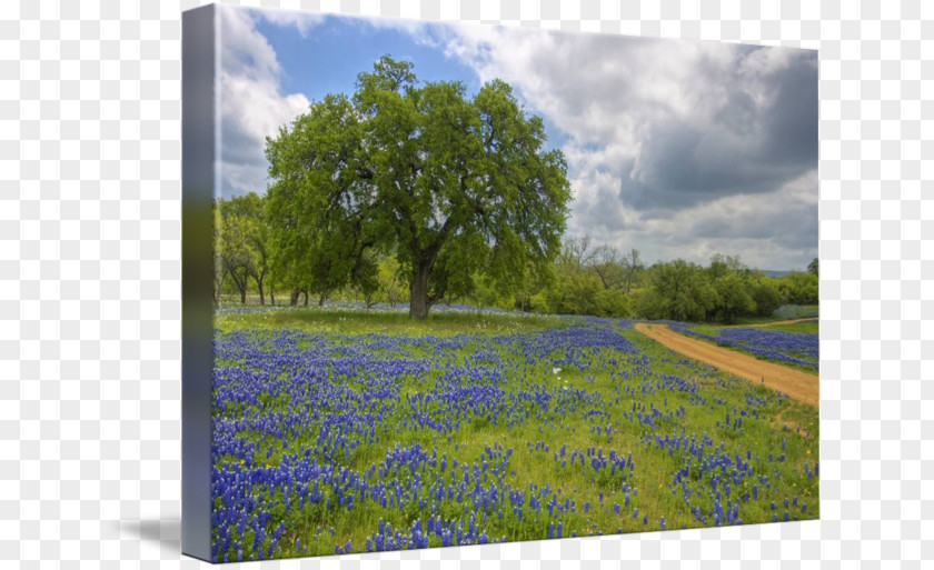Texas Hill Country Bluebonnet Painting Art PNG