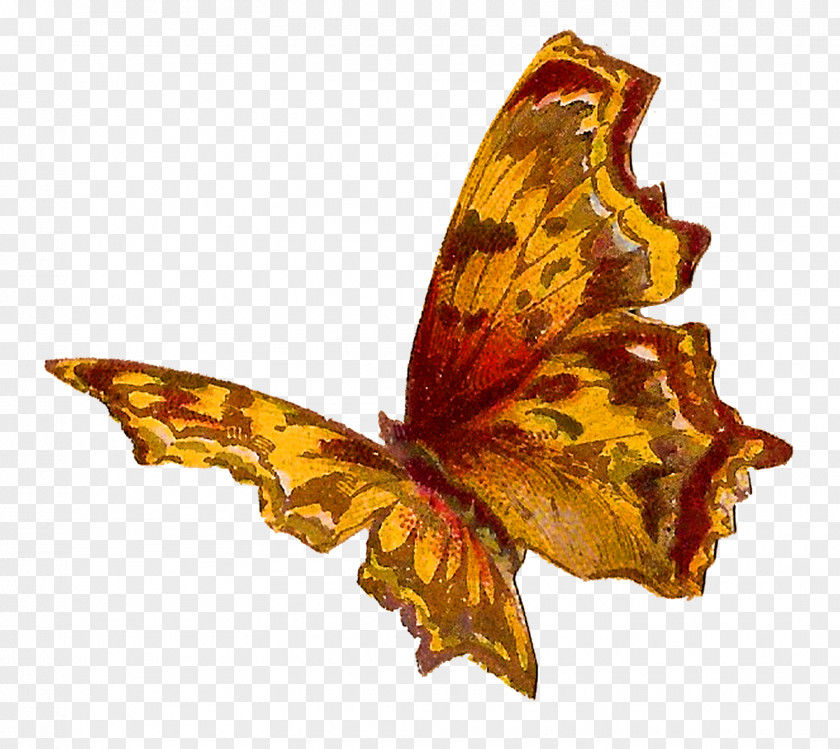 Watercolor Butterfly Insect Moth Kallima Inachus PNG