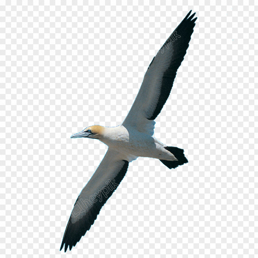 Bird Homing Pigeon Swan Goose Swallow Avialae PNG