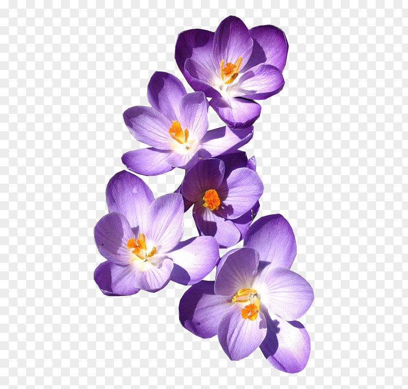 Blue Flower MIME PNG