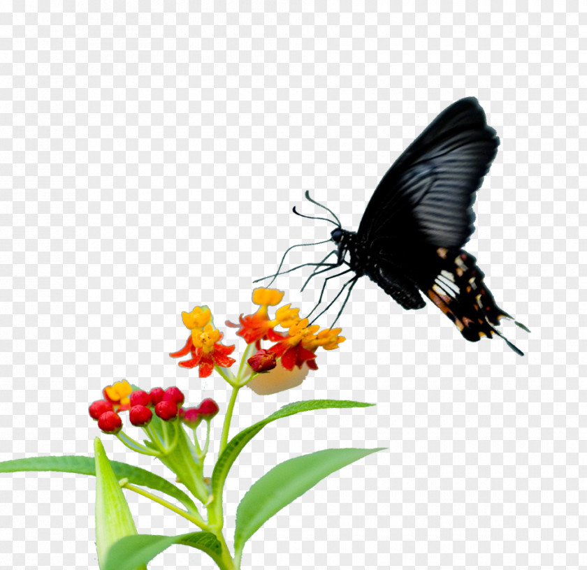Butterfly Monarch Pieridae Nectar Flower PNG