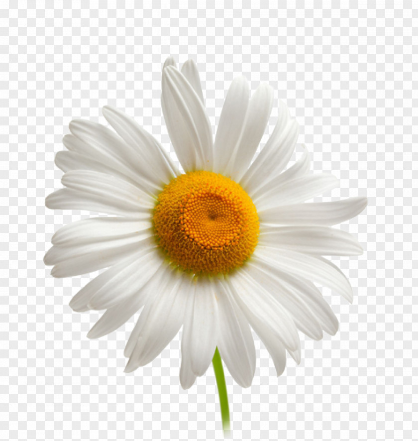 Camomile Chamomile Download Clip Art PNG