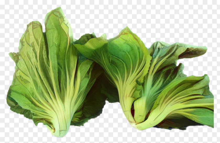 Chinese Cabbage Romaine Lettuce Plant Leaf PNG
