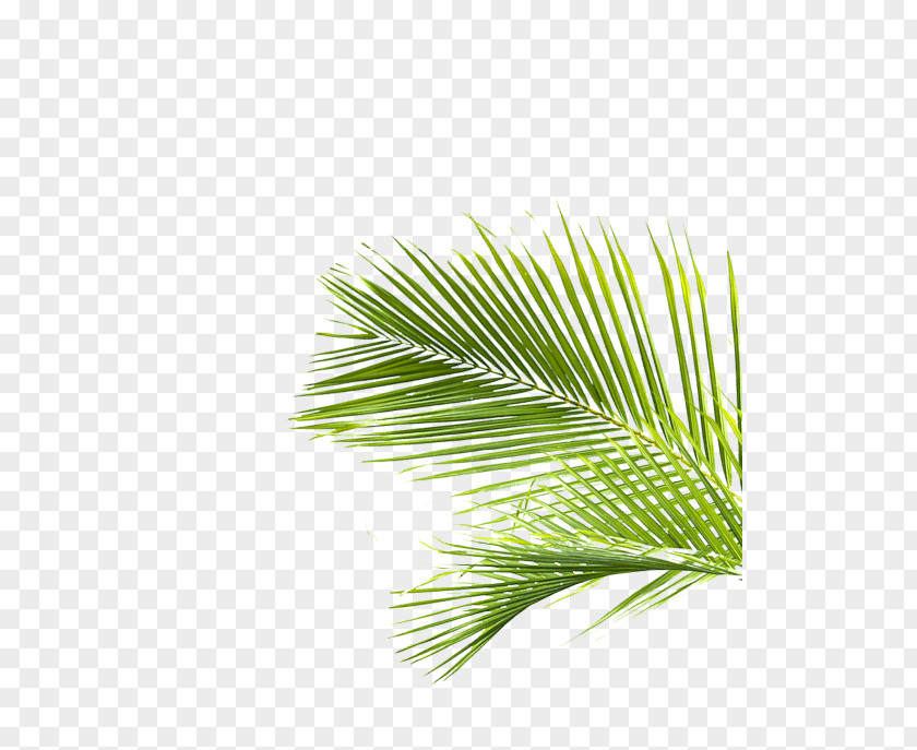 Palm Trees Pine Line Leaf Grasses PNG