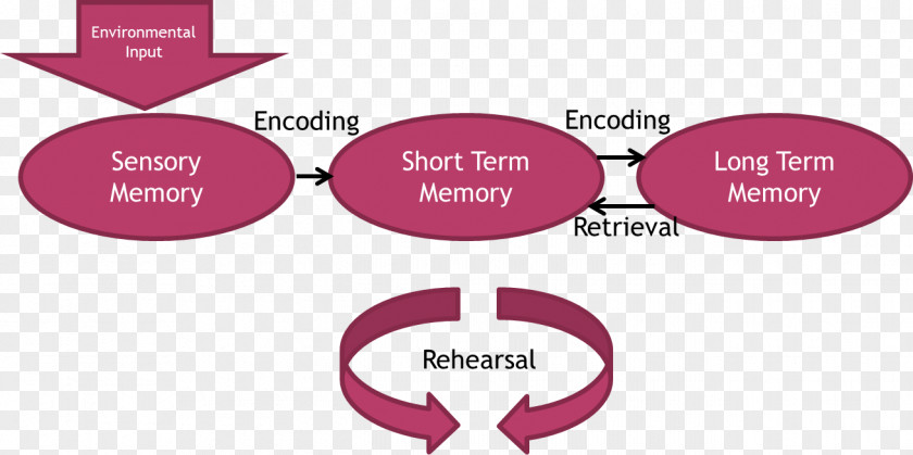Sensory Memory Atkinson–Shiffrin Model Short-term Long-term Psychology PNG