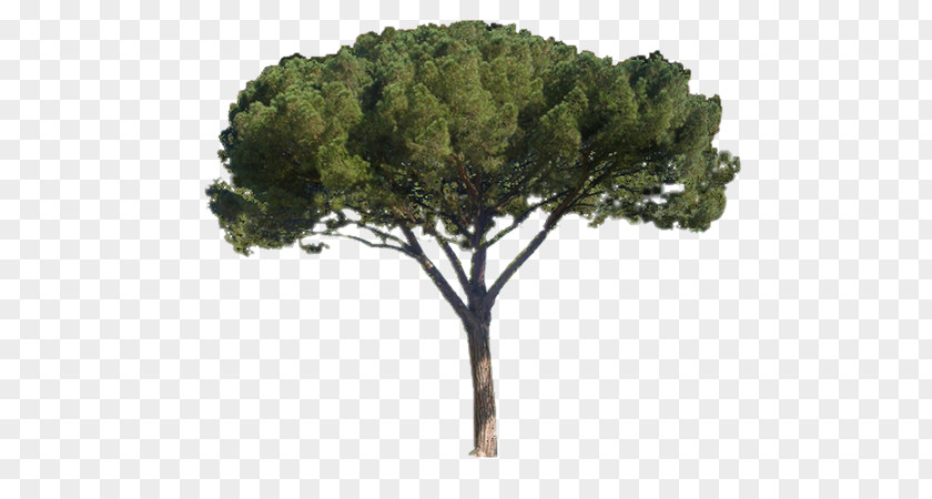 Tree Stone Pine France Nordmann Fir PNG