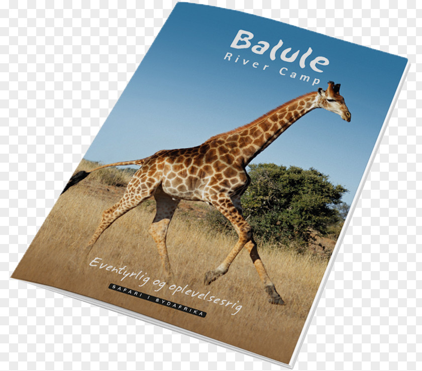 Giraffe Balule Nature Reserve Greater Kruger National Park South Africa Travel PNG