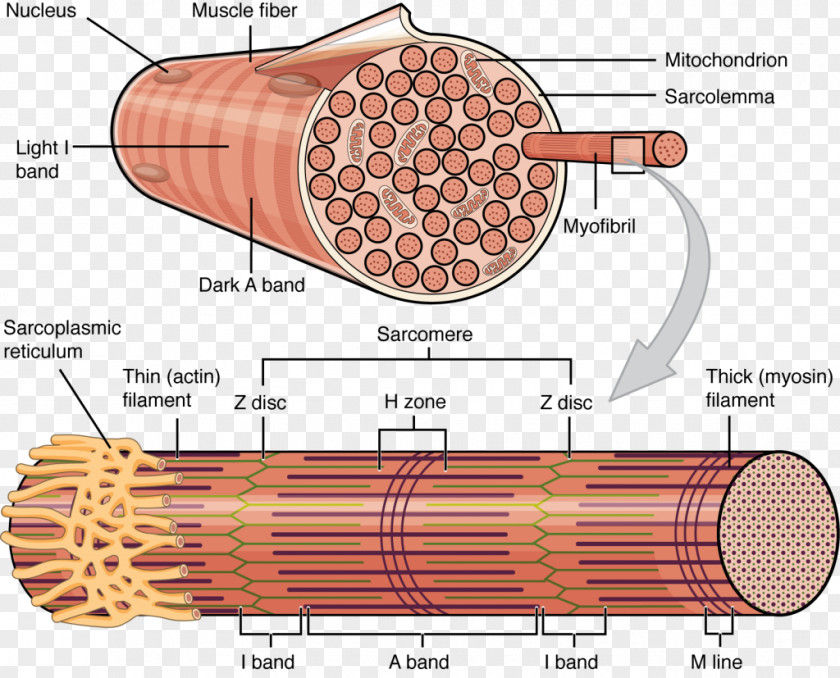 Muscle Anatomy Skeletal Myocyte Cell Fascicle PNG