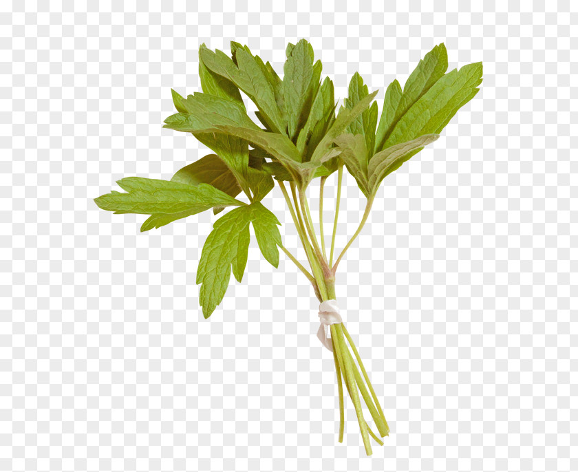 Parsley Leaf Photography PNG
