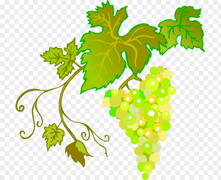 Raisins De Corinthe Common Grape Vine Wine Leaves PNG