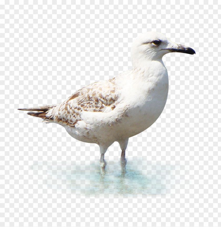 White Gull European Herring Great Black-backed Clip Art PNG