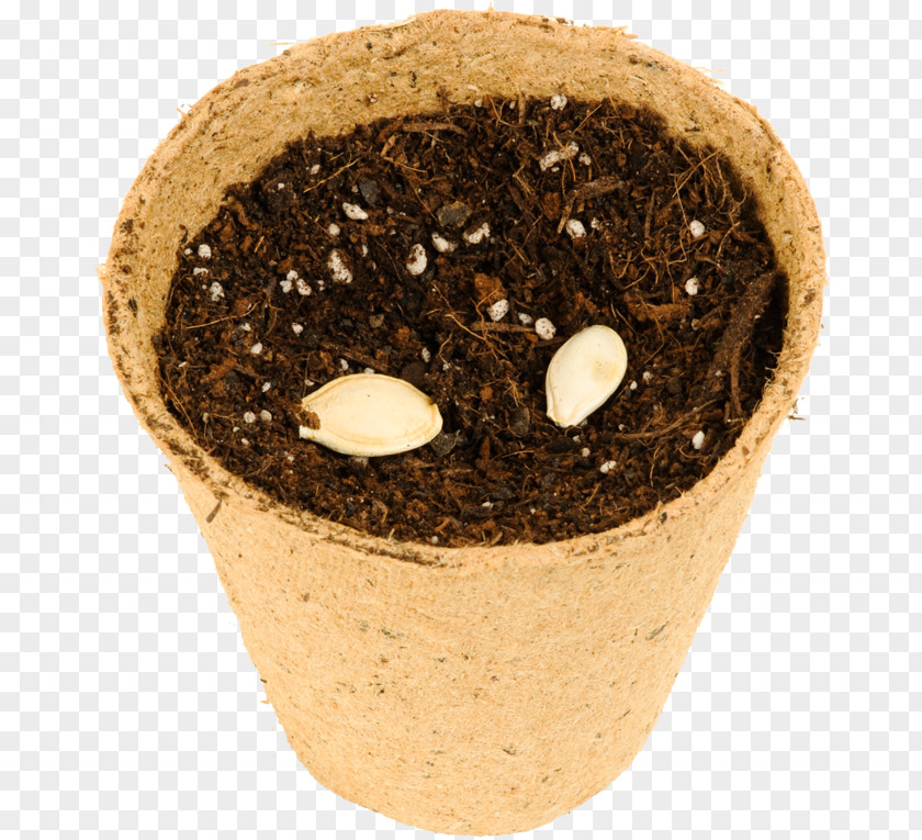 Zucchini Soil Flowerpot PNG