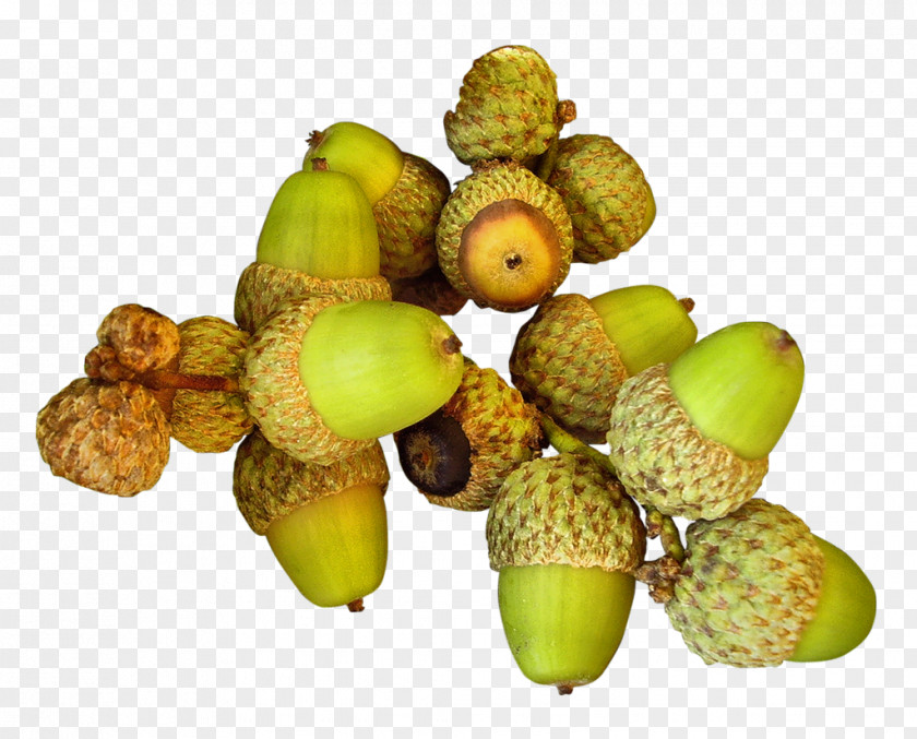 Acorn Scrat Nut PNG