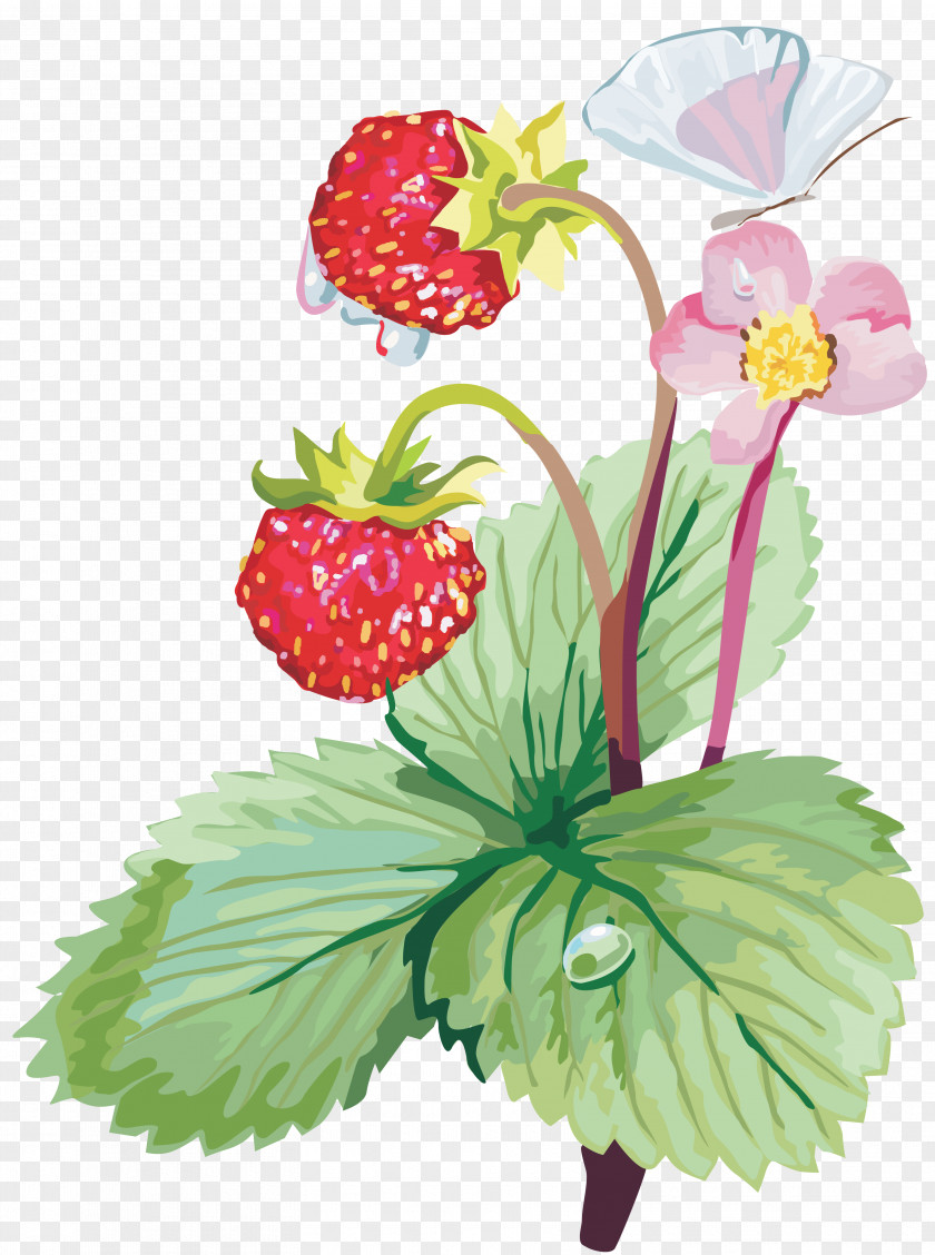 Mary Strawberry Fruit Clip Art PNG