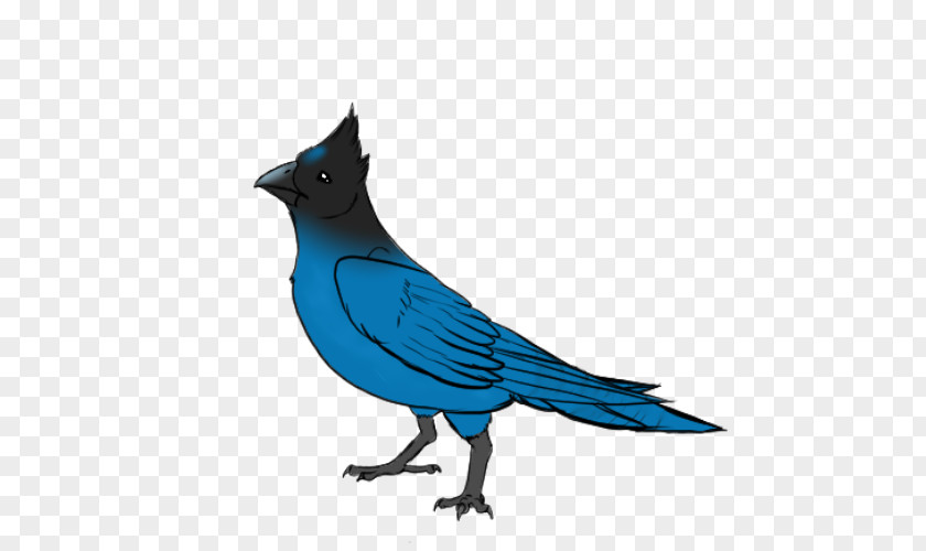 Feather Blue Jay Cobalt PNG