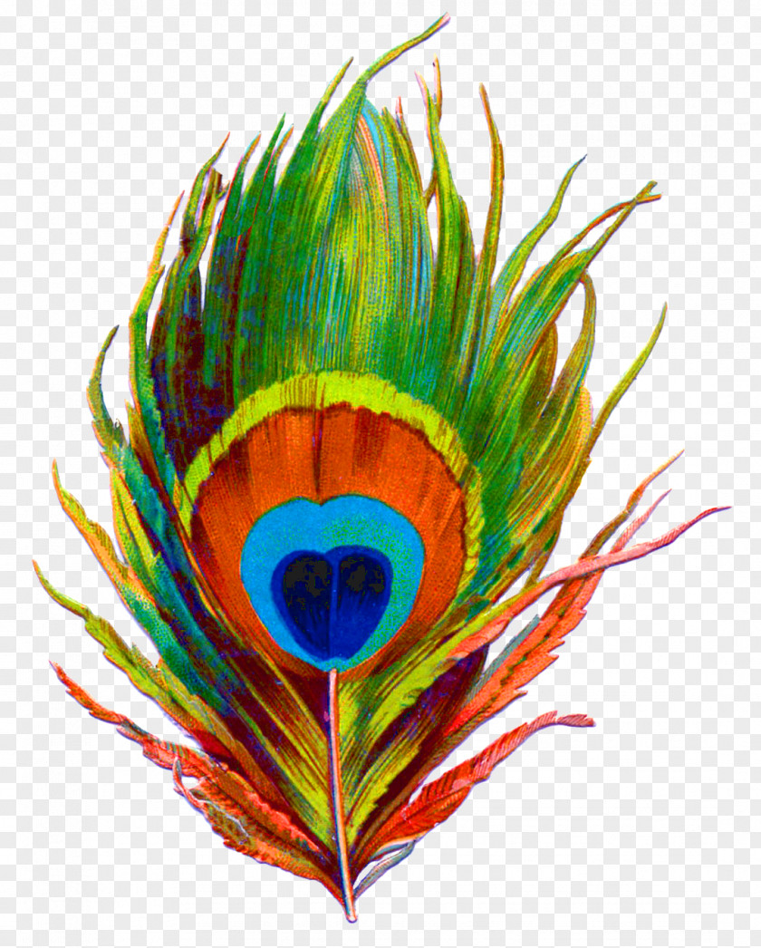 Krishna Paper Feather Bird Peafowl PNG