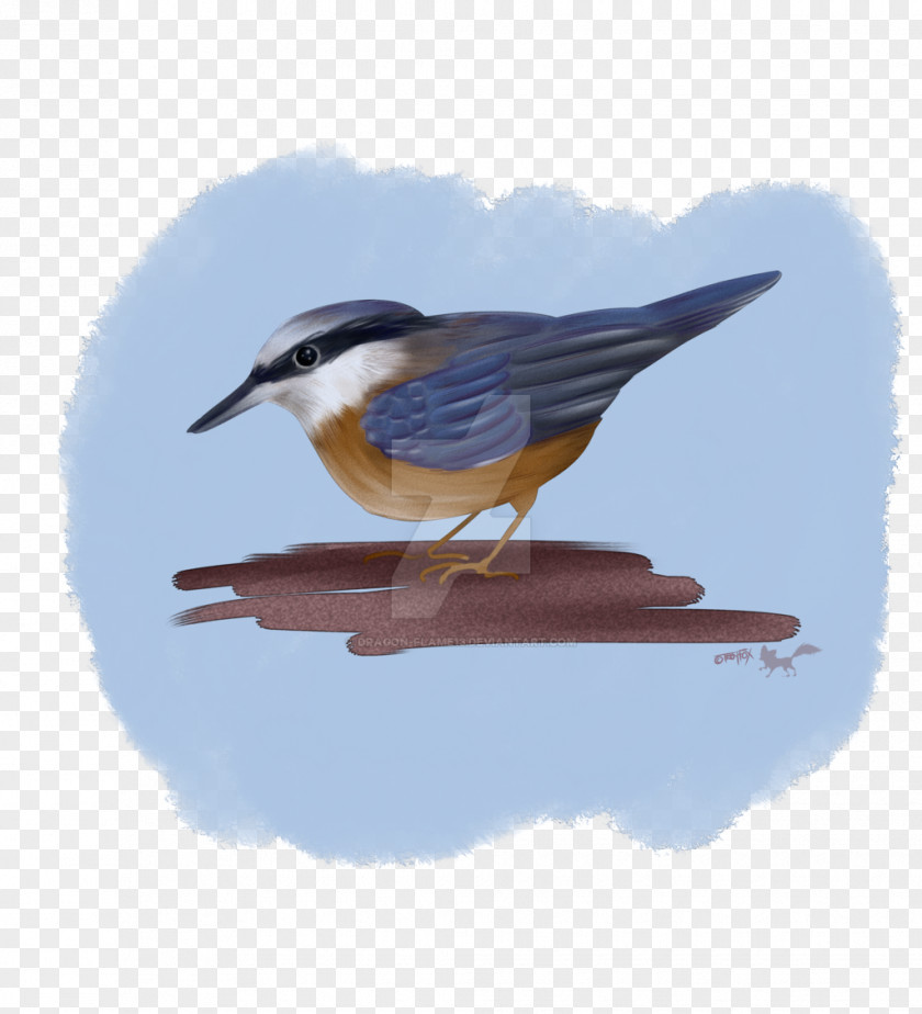 Nuthatch Drawing Bird Animal Sketch PNG