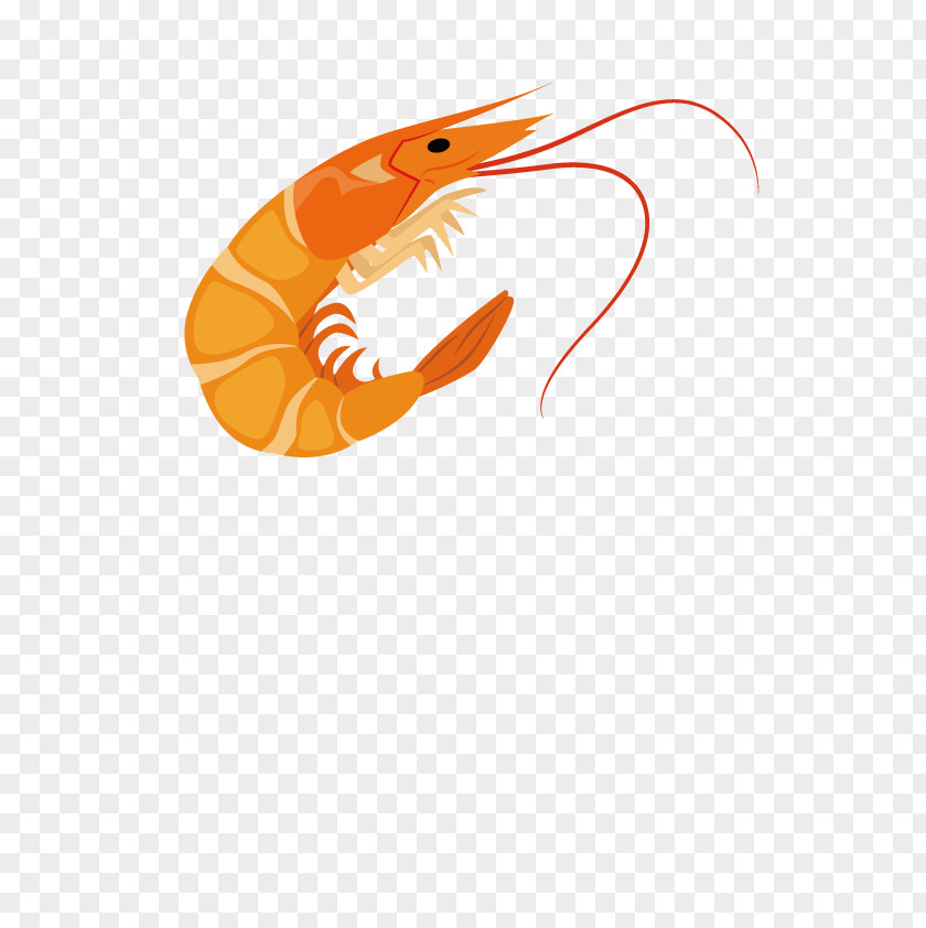 Shrimp Cartoon PNG