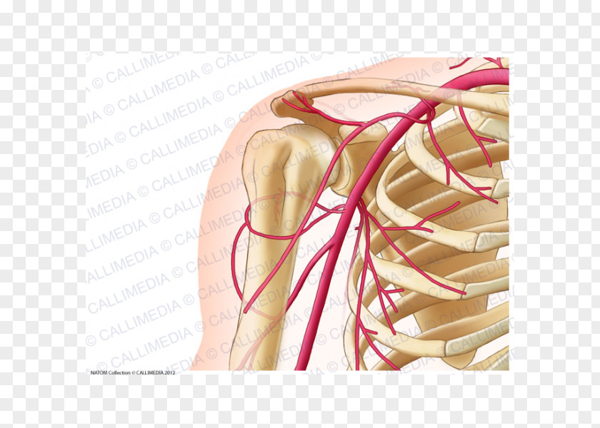 Anterior Communicating Artery Common Carotid Human Anatomy Neck PNG