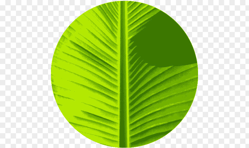 Banana Leaf Green Color PNG