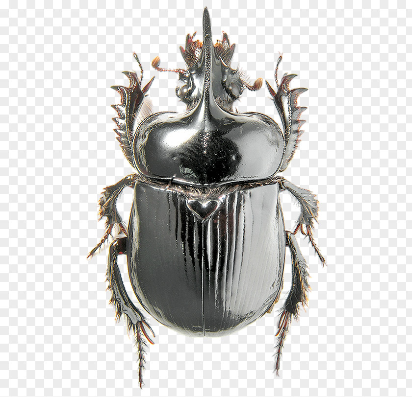 Beetle Ceratophyus Polyceros Geotrupidae Goliathus PNG