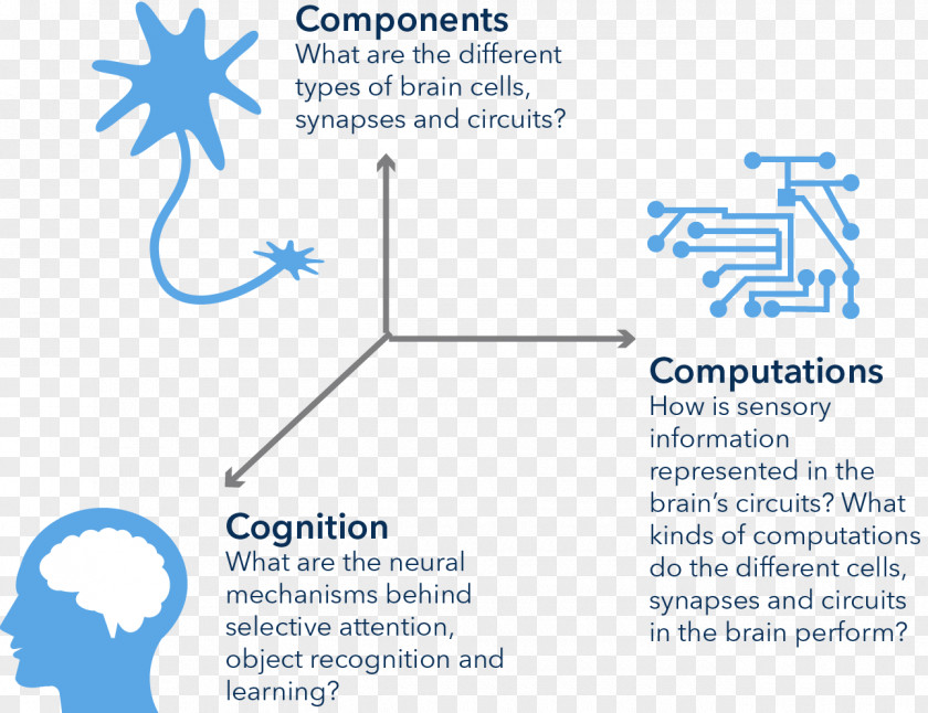 Brain Allen Institute For Science Technology Research Cognitive PNG