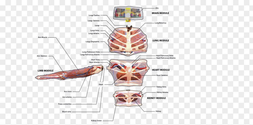 Human Body Muscle Diagram PNG
