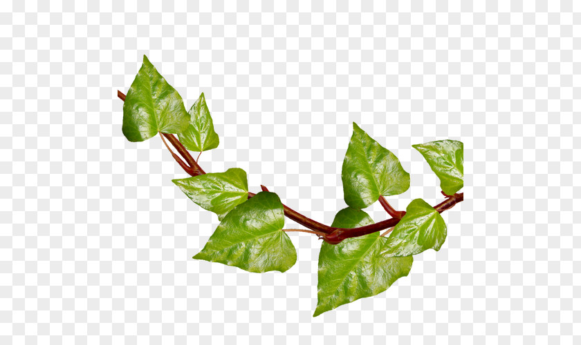 Leaf Ivy Vine Plant Clip Art PNG