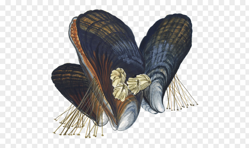 Mussels Monterey Bay Aquarium: Seafood Watch Program Mussel PNG