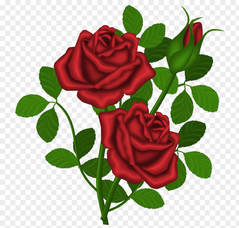 Red Rose Clivia Miniata Shrub Clip Art PNG