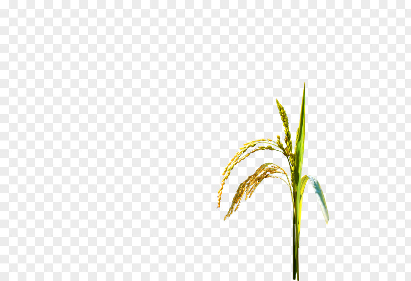 Rice Oryza Sativa Paddy Field Crop PNG