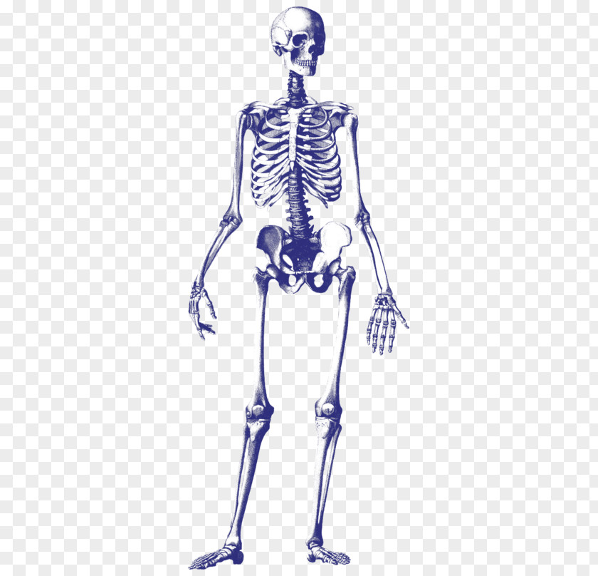 Skeleton Human Drawing Skull PNG