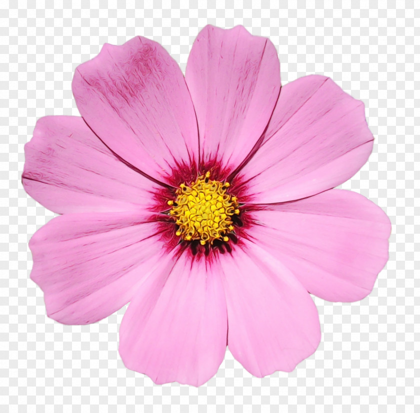 Sulfur Cosmos African Daisy Flower Flowering Plant Petal Pink PNG